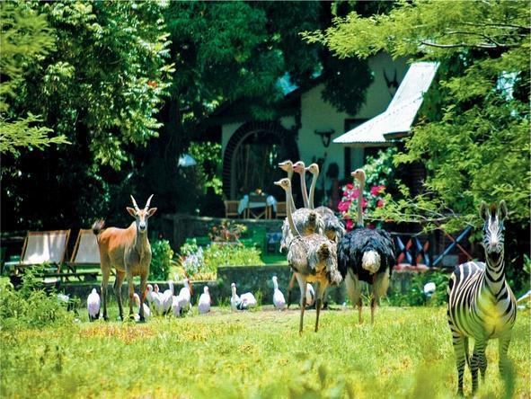 Mount Meru Game Lodge & Sanctuary - Garden 